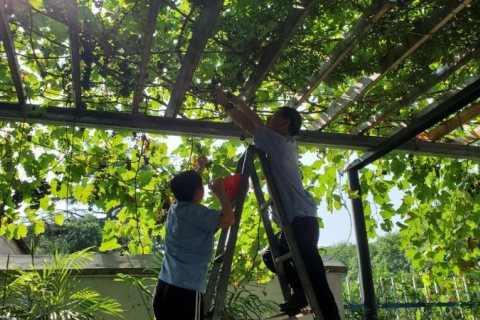 摘葡萄享受自然，半天的水上生活